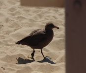 2014 LA CA VeniceBeach SantaMonicaPiere 040